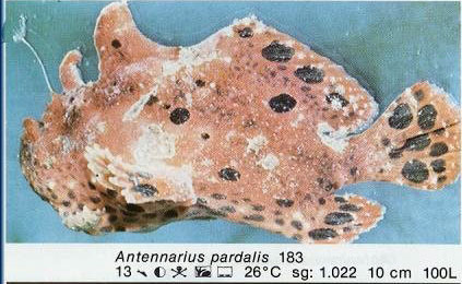 Antennarius pardalis